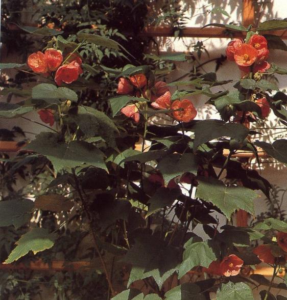 č. Malvaceae Abutilon - mračňák barva