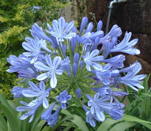 Agapanthus africanus č.