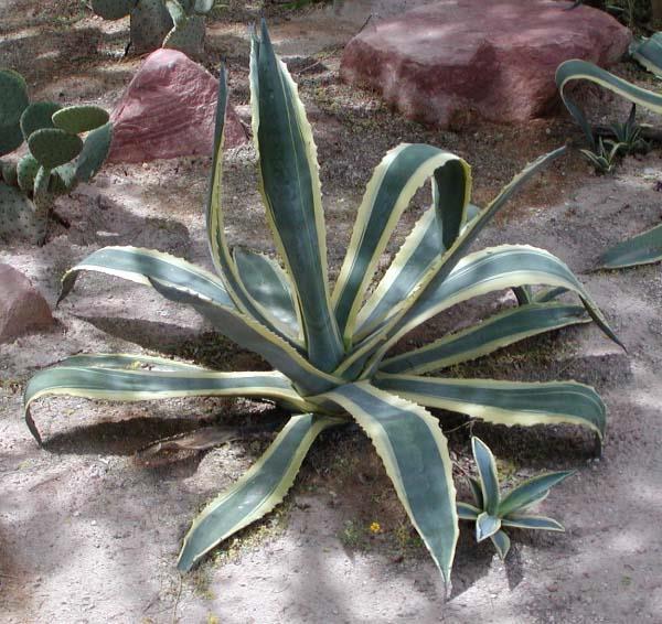 Agave americana č.