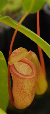 Nepenthes (láčkovka) Lapací mechanismy Pasivní pasti Kořist: hmyz i menší savci Kořist lákána tvarem, barvou a vůní láček (nektarové žlázky na peristomu) Povrch láček kluzký, hmyz který se snaží