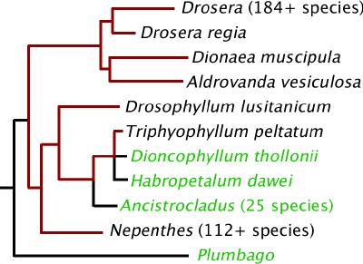 Caryophyllales carnivores phylogeny http://www.