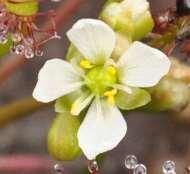 pentamerické Květní obaly rozlišené, volné, pylová zrna v tetrádách
