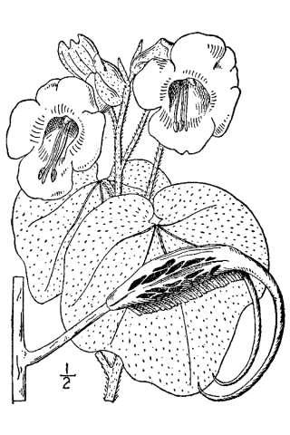 Řád Lamiales Čeleď Martyniaceae Jednoleté nebo vytrvalé byliny celkem velké (1 m ) Celé žláznatě chlupaté lepkavé (v minulosti považovány za masožravé ale neumí hmyz trávit) Listy jednoduché,