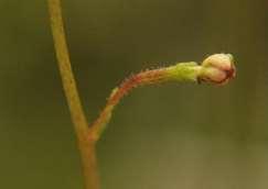 Čeleď Stylidiaceae (sloupatkovité) Rod Stylidum je možná masožravý: stopka květu nese lepkavé žlázky lapající hmyz There are suggestions that Stylidium may be carnivorous.