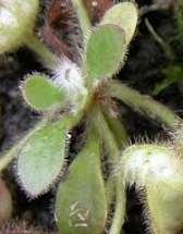Cephalotus folicularis Nízká stálezelená, víceletá bylina 2 typy listů (zelené v polostínu, načervenalé na slunci): Stálezelené asimilační řapíkaté kopinaté (v zimě může rostlina mít jen ty)