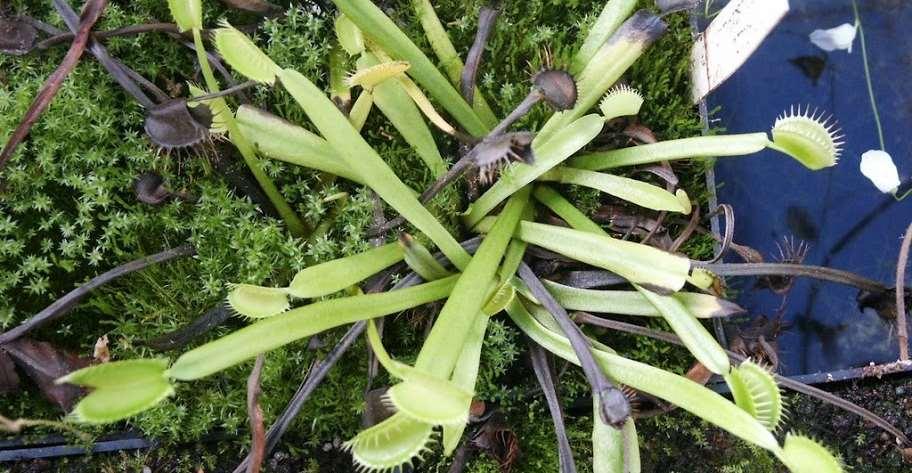 Dionaea muscipula;