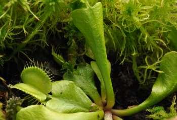Dionaea Pěstování: Světlo: plně osluněné stanoviště Teplota: léto od 25-35 C, zima nejlépe 2-10 C, rostliny snáší i mírné mrazíky.