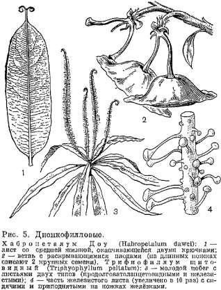 Triphyophyllum Masožravost: Omezena jen na krátké období v životě rostliny Mechynismus chytání a trávení kořisti stejný jako u Drosophyllum Loví hlavně brouky a dvoukřídlý a blanokřídlý hmyz Květy: