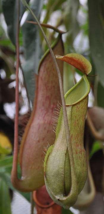 Řád Caryophyllales Čeleď Nepenthaceae (láčkovkovité) Masožravé tropické rostliny Střední žilka listové čepele přechází úponkou v rozšířenou baňkovitou láčku (vyplněná tekutinou s