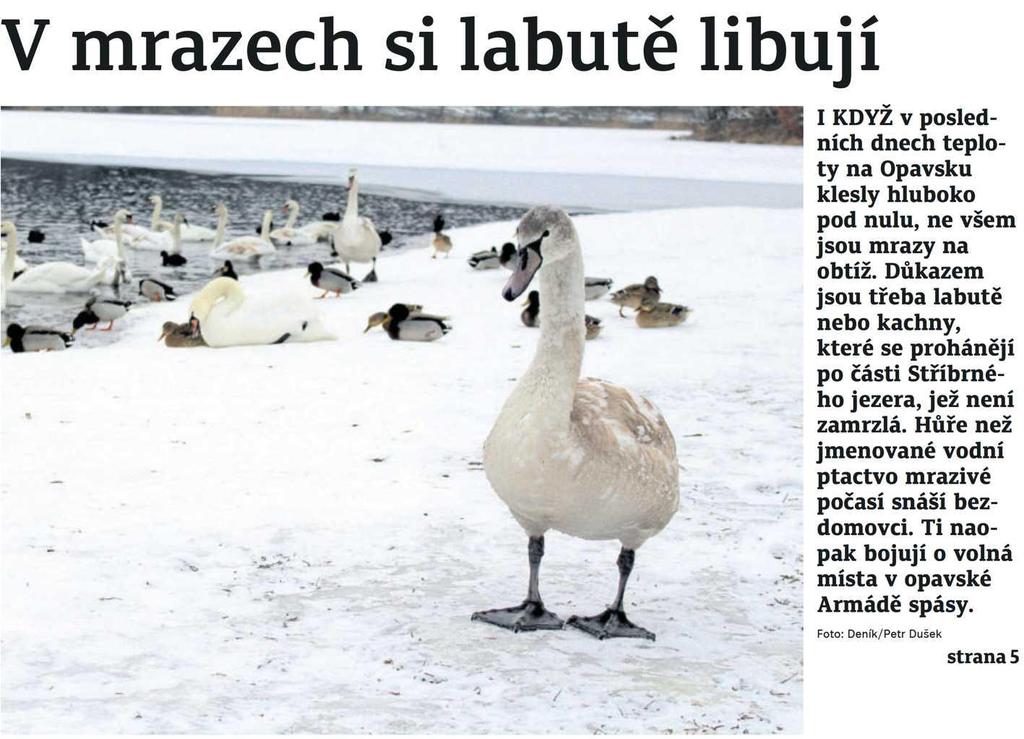 Opavský a hlučínský deník V mrazech si labutě libují 27.2.2018 Opavský a hlučínský deník str.