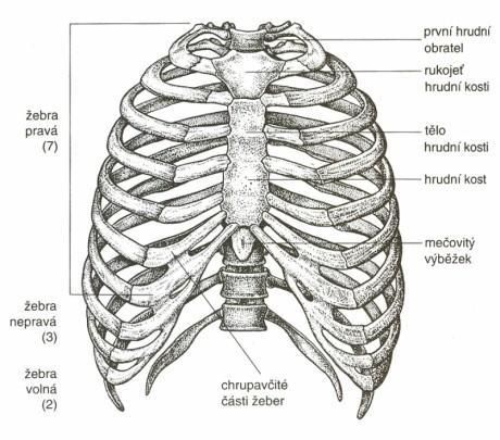 ÍLOHY P íloha.1: Skelet hrudního koše Zdroj:http://www.velkaencyklopedie.