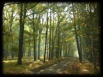 Říjen Podzim v přírodě, vycházky do lesa, sběr přírodního materiálu, úprava okolí školy Poznávání jehličnatých a listnatých stromů, jejich šišek a plodů Význam lesa, chování v lese, ekologie Soutěž v
