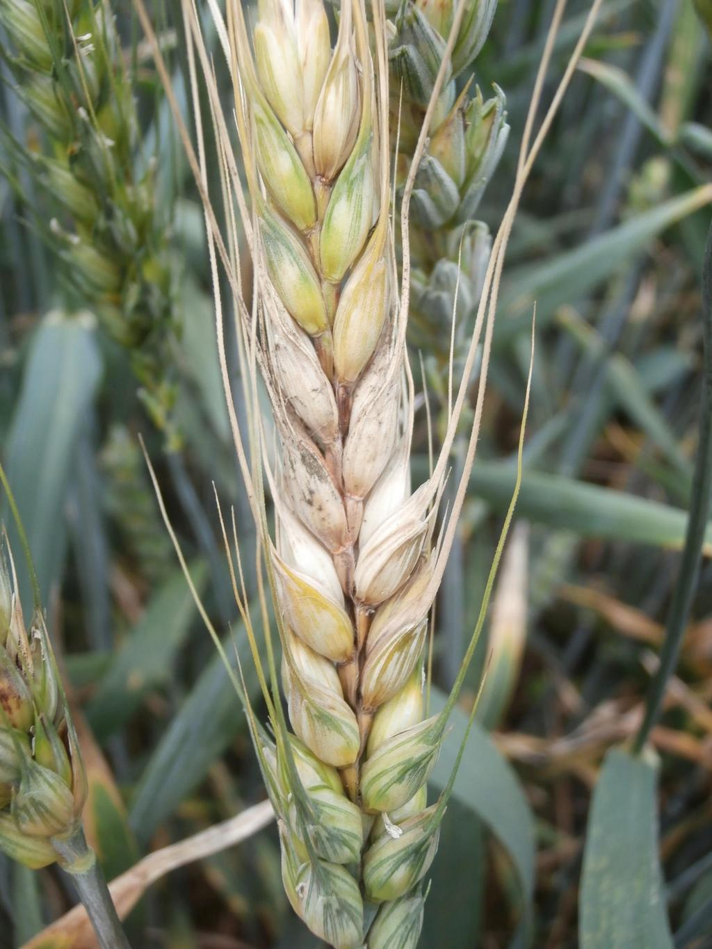 Monitoring výskytu růžovění klasu pšenice (Fusarium