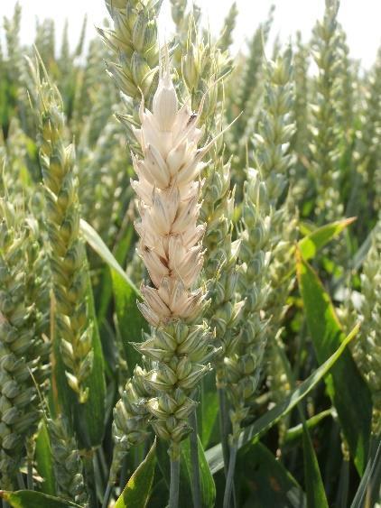 Monitoring výskytu růžovění klasu pšenice (Fusarium sp.