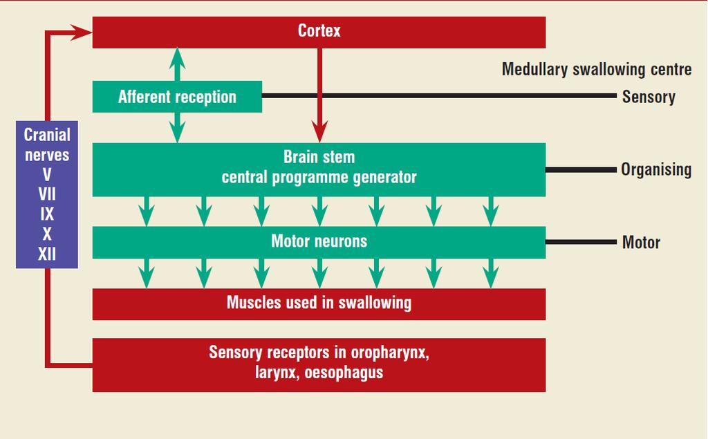 CNS a