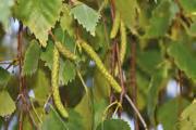 Betula/Bríza Betula papyrifera Betula papyrifera Betula papyrifera Betula