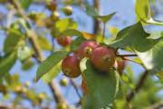 Malus/Jablon Malus baccata Street Parade Malus baccata Street Parade Malus baccata Street Parade Malus baccata Street Parade 1.