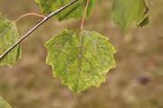 acerifolia Platanus x acerifolia Platanus x