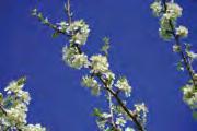 Prunus avium Prunus avium Prunus avium Prunus avium Prunus avium