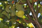 calleryana Chanticleer Pyrus communis Beech Hill Pyrus communis Beech Hill Pyrus communis Beech Hill Pyrus communis Beech Hill