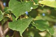 Greenspire Tilia cordata Rancho Tilia cordata Rancho Tilia cordata Rancho Tilia cordata Rancho Tilia cordata Rancho Tilia cordata