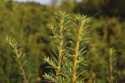 Taxus/Tis Zboží Velikost Cena Poznámka Taxus baccata 100+ ZB 350,- Taxus baccata 150+ ZB 650,-