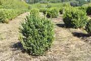 ZB 250,- Corylus maxima Purpurea Zboží Velikost Cena