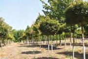 200,- Acer platanoides Columnare Acer platanoides Columnare 2.300,- Acer platanoides Columnare Acer platanoides Columnare 2.