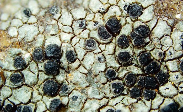 The population of Acarospora rehmii from Kaňk is characterized by the locally eroded thallus and rough apothecial discs; photo by