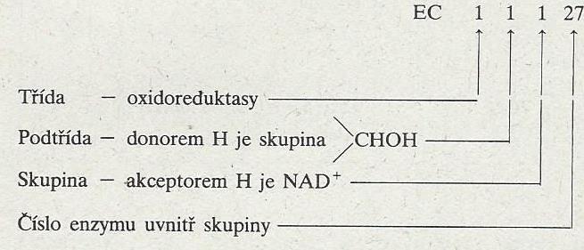 6. Ligasy - katalyzují sloučení dvou molekul za současného hydrolytického štěpení difosfátu v ATP 2 - málo početná skupina povahy složených bílkovin - v triviálních názvech se často označují jako