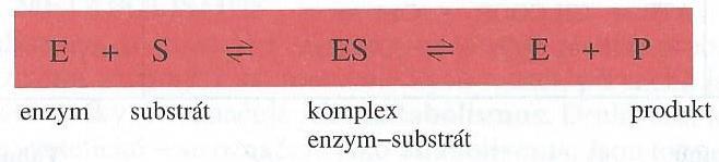 Funkce těchto kofaktorů spočívá v reverzibilní vazbě vodíku, který je předán substrátu nebo odebrán: redukovaný substrát + NAD + oxidovaný substrát + NADH + H + redukovaný substrát + NADP +