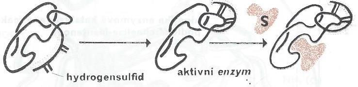 Tvorbou S-S vazeb mezi postranními řetězci Cys se odkrývá aktivní centrum a může se tak vázat se