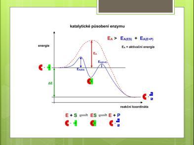 Studium kinetiky enzymových reakcí se podílelo na tom, že může být určena vazebná afinita substrátů a inhibitorů k enzymu a maximální katalytická rychlost enzymu. 3.