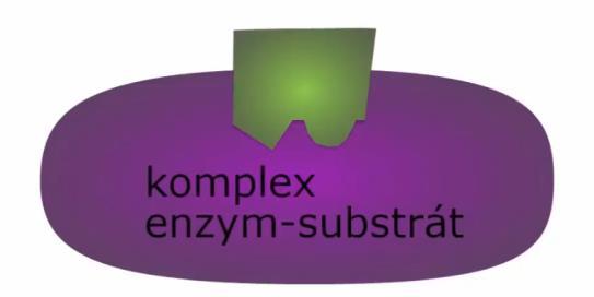 kompetitivní inhibici d) průběh enzymatické reakce 1 2