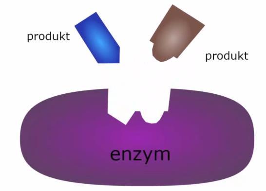 a) 1 aktivní místo, 2 enzym, 3 substrát b) 1 enzym, 2