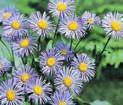 zásobenou humusem 3052 ASTER ALPINUS ALBUS astra skalková, bílá, vysoká 15 cm, kvete v V. VI.