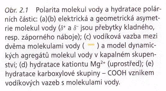 a) Fylogenetickým vývojem se obsah vody snižuje b)