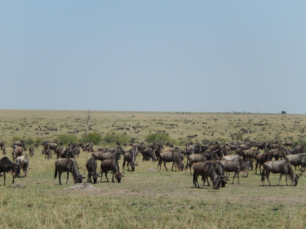 obr.č.4 Migrace pakoňů modrých v rezervaci Masai Mara [14] Amboseli Jedná se o známý keňský národní park ležící v jižní Keni na hranicích s Tanzanií.