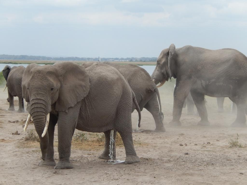 obr.č.5 Stáda slonů v národním parku Amboseli [15] Safari agentury v Keni Mezi osvědčené společnosti patří: Migration Kenya Safaris - http://www.migrationkenyasafaris.