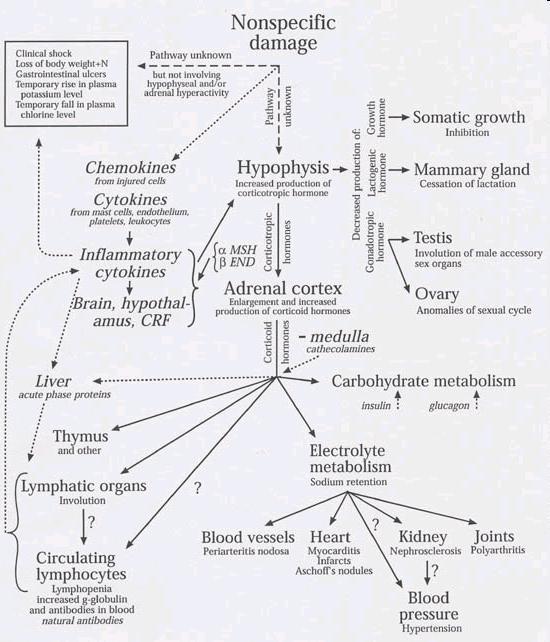 Endokrinologie