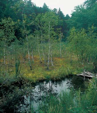 Ústecko GEOLOGIE Geologick podklad je tvofien olivinick m ãediãem a v okolí ra elini tû pak hlinitokamenit mi sutûmi, které jsou stadiem rozsáhlého, dnes zklidnûného sesuvu, smûfiujícího od svahû