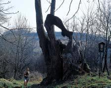 O: 37 cm, Vs:,5 m, S: 50 let. 4. Tis ãerven, okres Dûãín, k. ú. Bene ov nad Plouãnicí, p. ã. 4, v chodníku Cihelní ulice. O: 70 cm, Vs: 7 m, S: 00 let. 5. Modfiín opadav, okres Dûãín, k. ú. Bene ov nad Plouãnicí, p. ã. 5/, v zámeckém areálu.