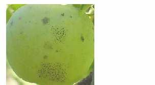 Obrázek 19: Mušincovitost (ENGELBRECHT, 2007) Biologie: Patogenem těchto tečkovitých skvrnek je mikroskopická houba, která žije pouze ve voskové vrstvičce na povrchu slupky a hlouběji neproniká.