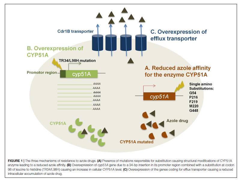 Berger S. et al. Front Microbiol 2017. Aspergillus spp.