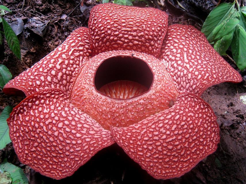 Je nejznámější druh rodu Raflézie a za svůj život vytvoří jediný jednopohlavní květ.