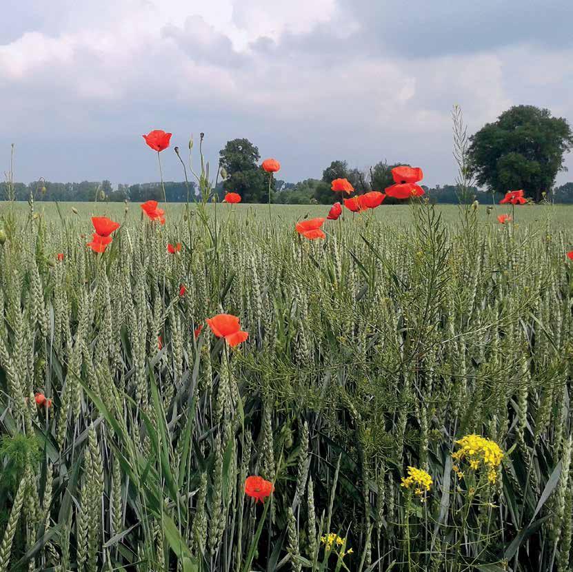 11 Účetní závěrka k 31. 12.