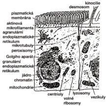 Buňka (buňky tkáně orgány organismus) - funkce a struktura jsou vzájemně propojené vlastnosti - v průběhu evoluce specializace buněk - odlišná funkce podle množství organel, charakterem cytoplasmy