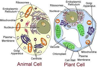 jádro, membrána - změny membránového potenciálu Životní cyklus buňky: a) Zárodečné, kmenové buňky- opakování cyklů b) Specializované buňky 1.