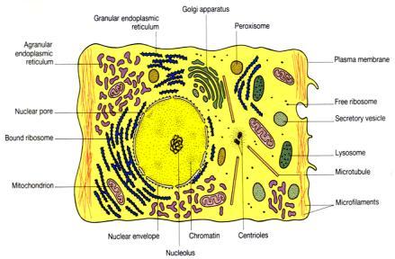 dědičnost = schopnost buněčného děl) - fyziologie orgánů a systémů je založena na komplexní funkci buněk, ze kterých je složena - komplexní funkce je dána strukturou na subcelulární úrovni