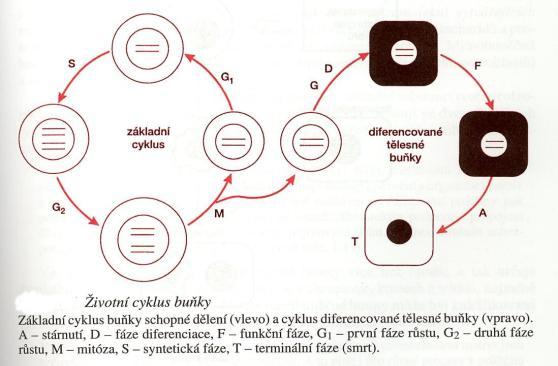 Buněčný cyklus: regulace cykliny Mitóza zdvoj chromozómů (0,5 2 h) X meióza- půl chromozomů Interfáze (6 36 hod) G1 fáze: růst, difer. S fáze: dvoj.chrom. G2 fáze: příprava mitózy Apoptóza programovaná buněčná smrt: 1.